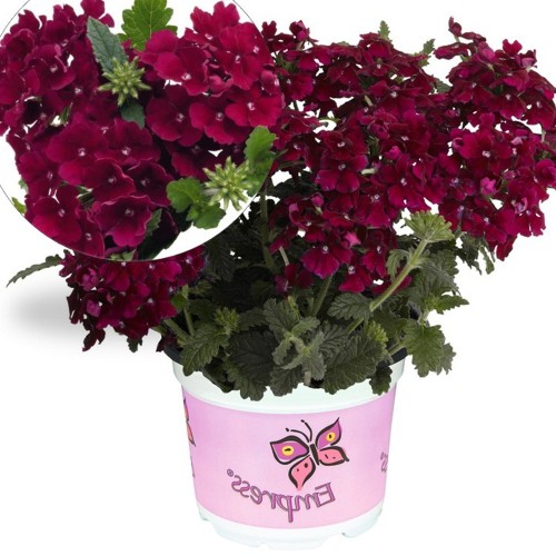 Verbena 'Empress® Flair Burgundy' - Aed-raudürt 'Empress® Flair Burgundy'